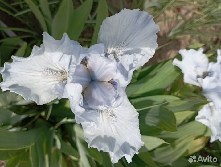 Ирисы бордюрные