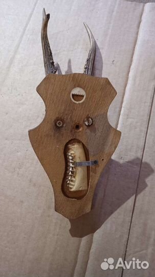 Рога с черепом на медальоне