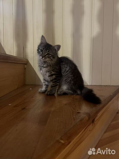 Котенок Бесплатно