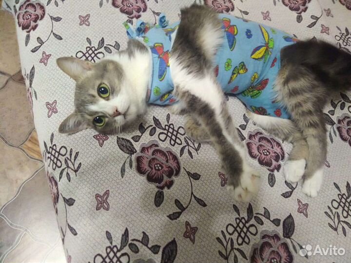 Кошка в дар