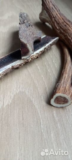 Рога оленя для собак