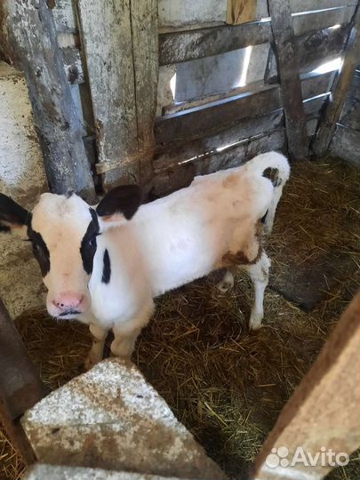 Телочки голштинки