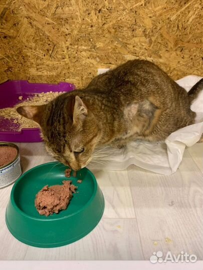 Необыкновенная кошка в дар