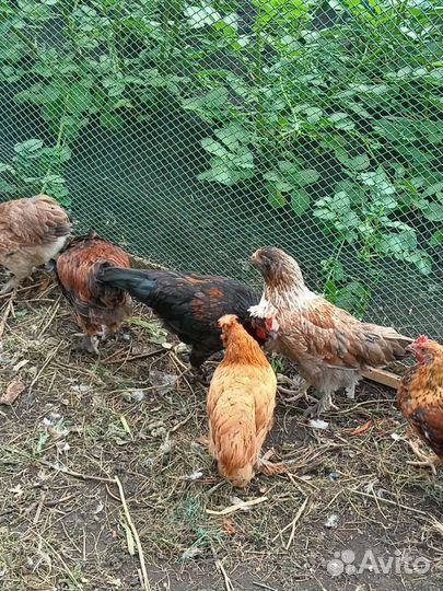 Куры молодки