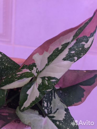 Сингониум ред спот триколор