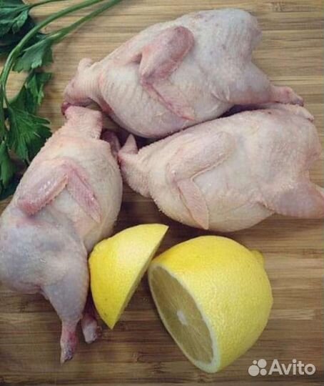 Перепела суточные