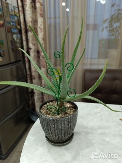 Алоэ лечебный