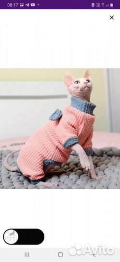 Одежда для сфинксов кошки