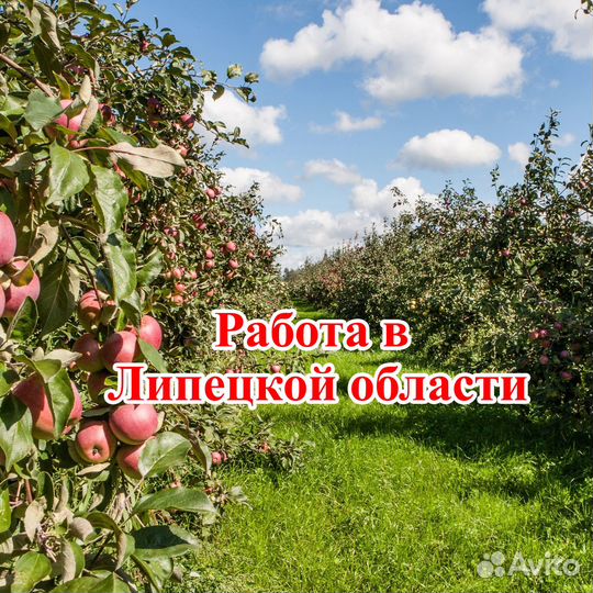 Рабочие на сбор яблок