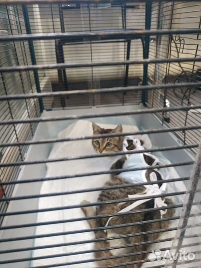 Кошка в дар бесплатно