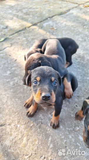 Щенки добермана