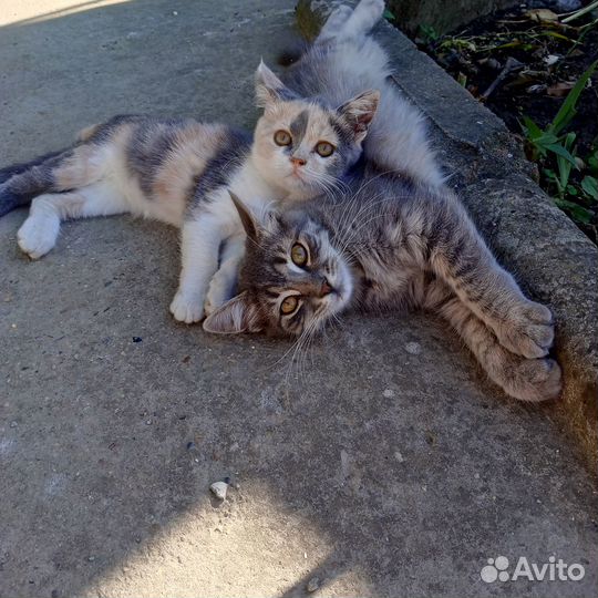 Котята отдам бесплатно