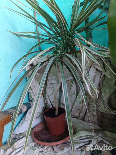 Драцена маргината триколор