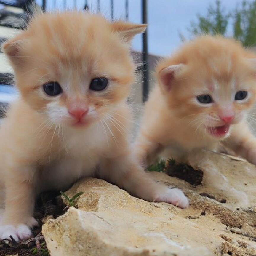 Братцы котята в добрые руки