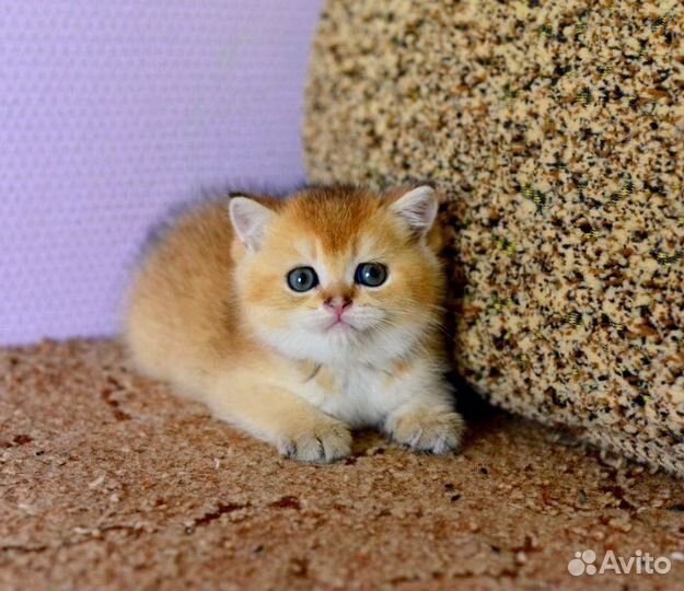 У нас есть котята