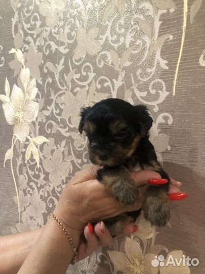 Йоркширский терьр