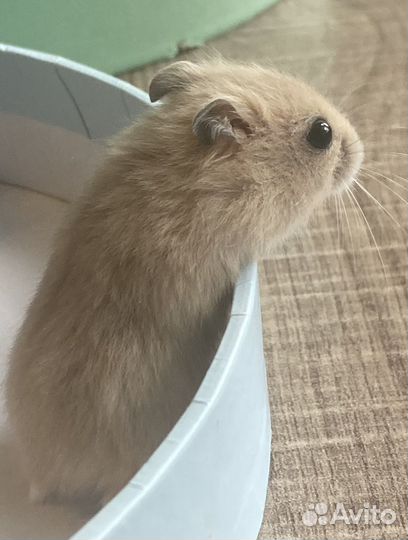 Джунгарские хомячки с клеткой