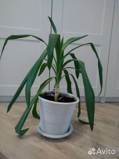 Пальма Юкка, детки