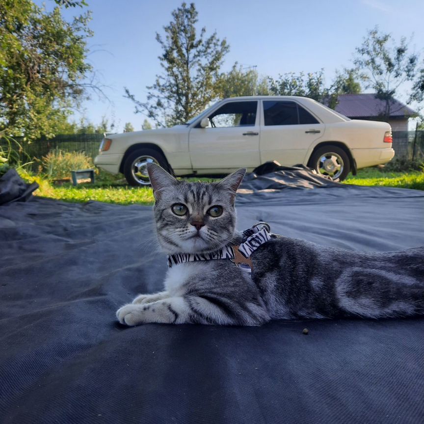 Вязка кошек бесплатно