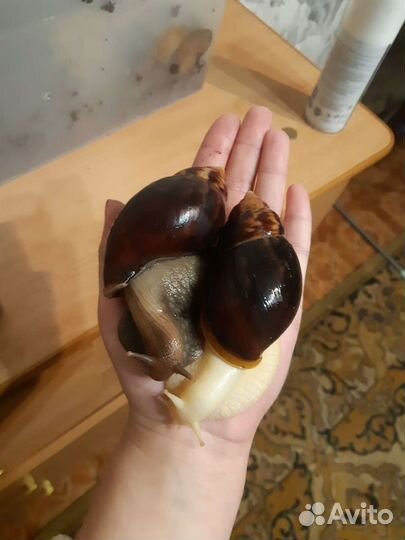 Улитки ахатины