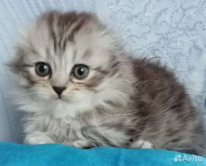 Кошки шотландцы
