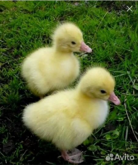 Гусята линда