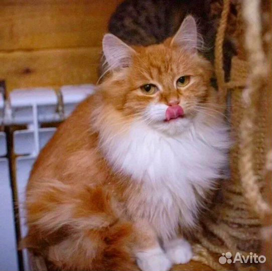 Рыжее солнышко ищет дом