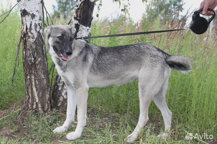 Нежная собака ждёт в приюте