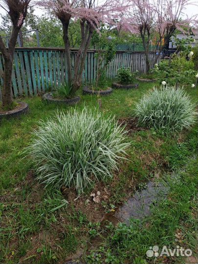 Злаки холкус,райграс,кортадерия,плющ,многолетники