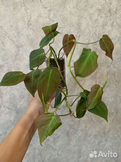 Филодендрон