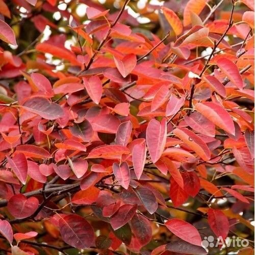 Ирга канадская Нортлайн