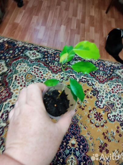 Фикусы много сортов