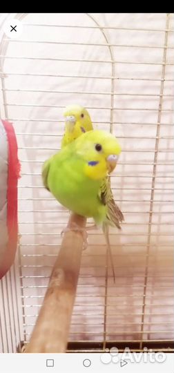 Волнистый попугай ручной