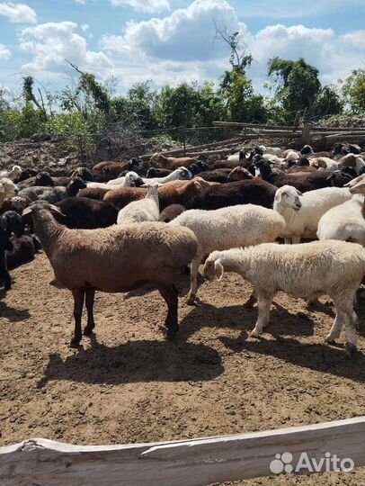 Овцы бараны