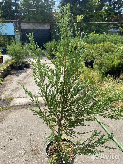 Можжевельник скальный блю эрроу