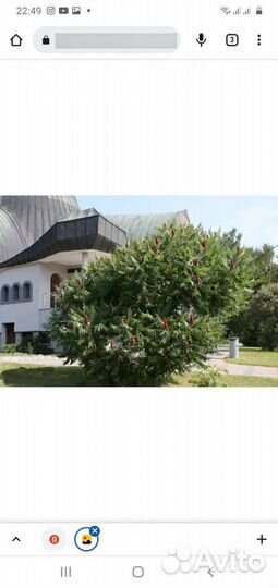 Суммах оленерогий