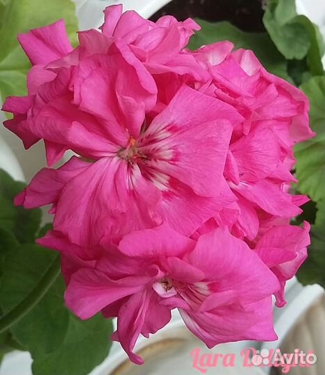 Пеларгония герань