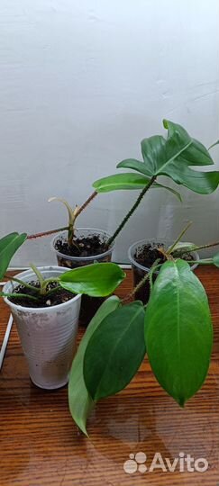 Филодендроны разные