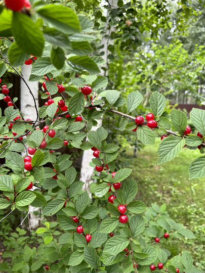 Дом 83 м² на участке 15 сот.