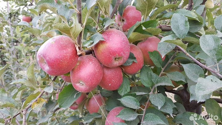 Синап Алма - Атинский саженцы