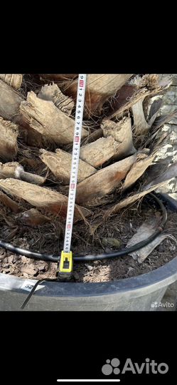 Вашингтония