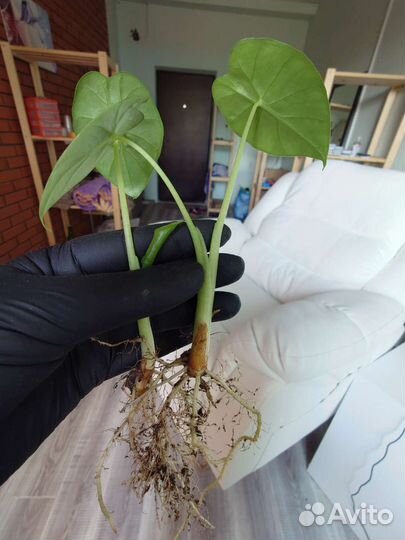 Алоказия кукулата