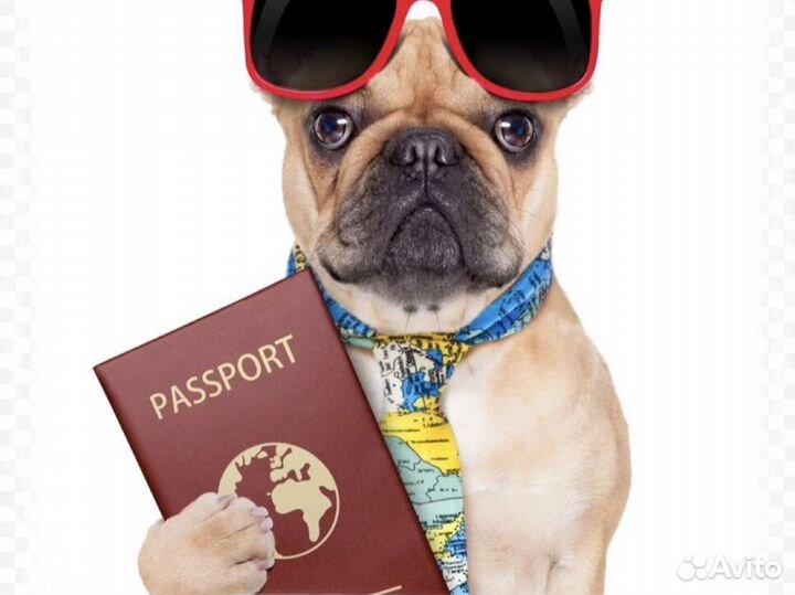 Услуги ветеринара, титры ф1 ф5