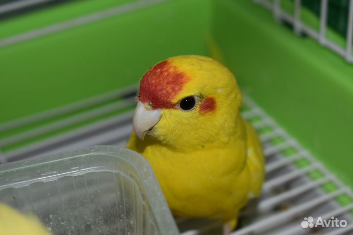 Попугай какарик