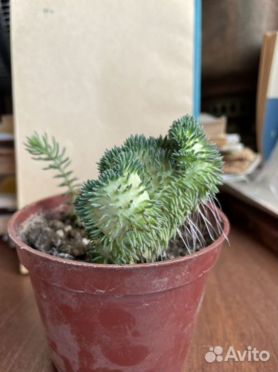 Седум (очиток ) кристатум