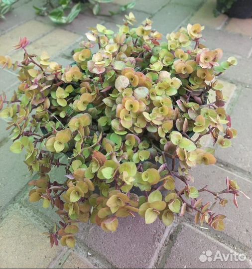 Традесканция