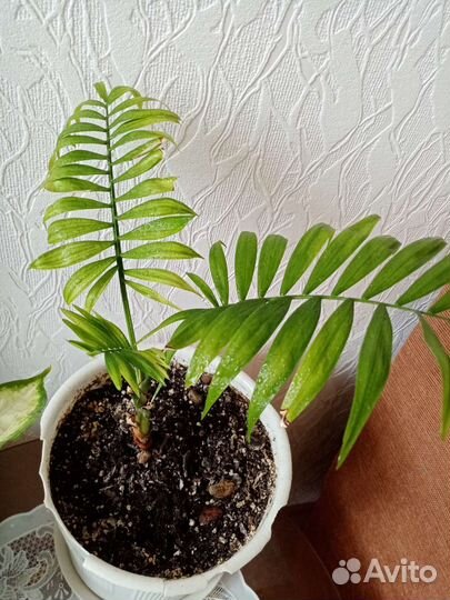 Пальма. Гибискус.Бегония. Сциндапсус Крассула