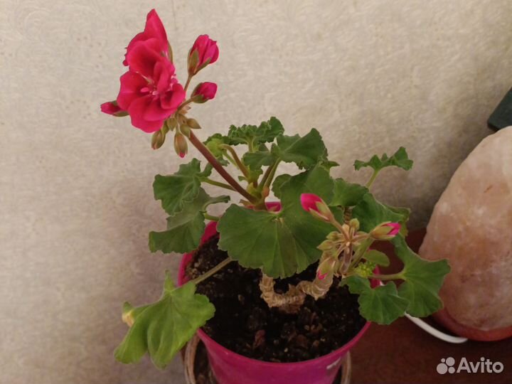Пеларгония герань сортовая