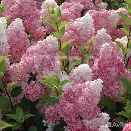 Продаю многолетние цветы и кустарники