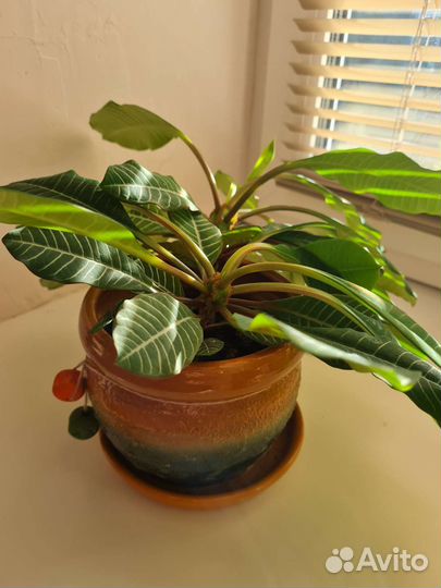 Цветок с горшком,продам